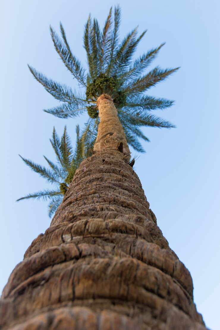 palm-trees_1163-3442